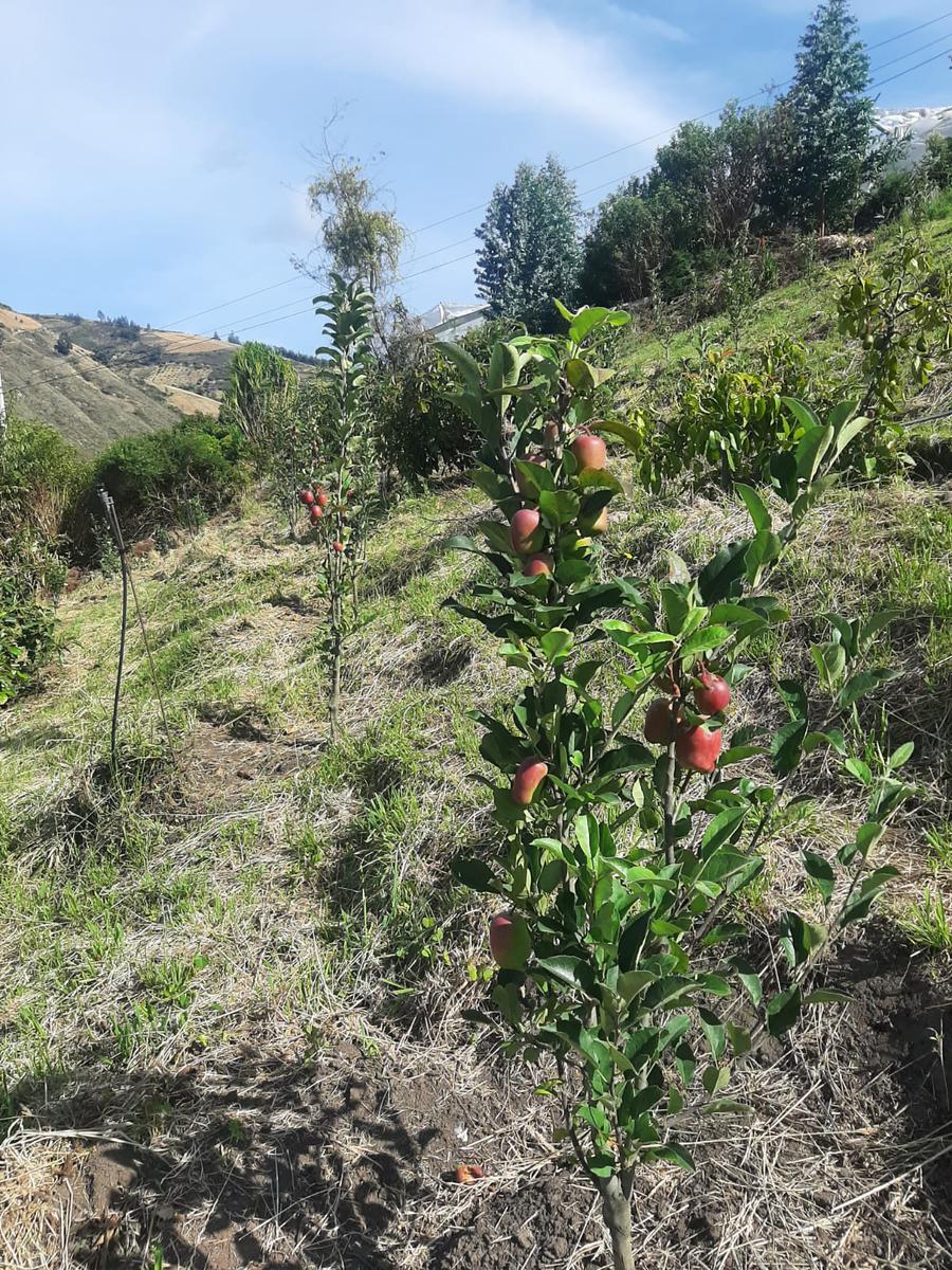 FINCA EN VENTA BOLIVAR CARCHI A POCOS METROS DE LA PANAMERICANA