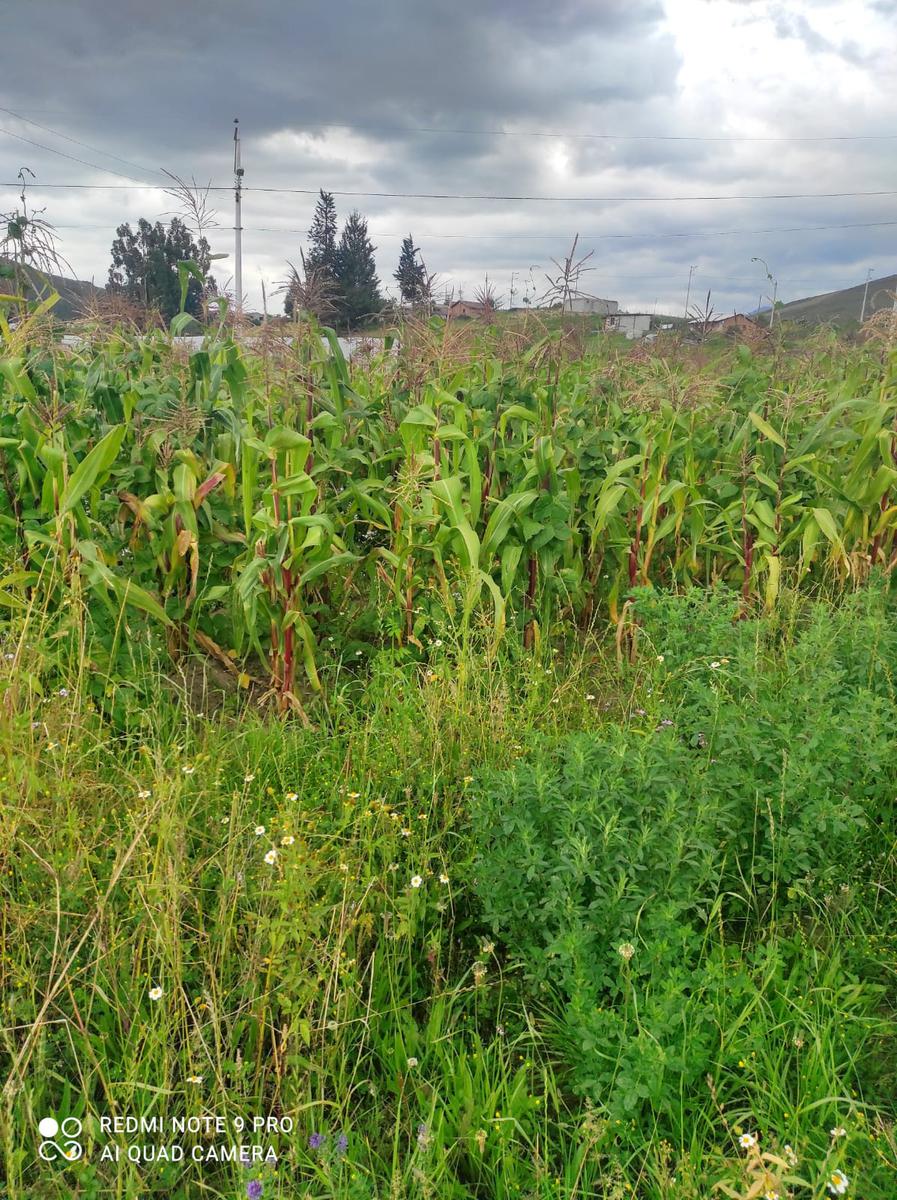 Terreno en  Cayambe San Luis de Guachala