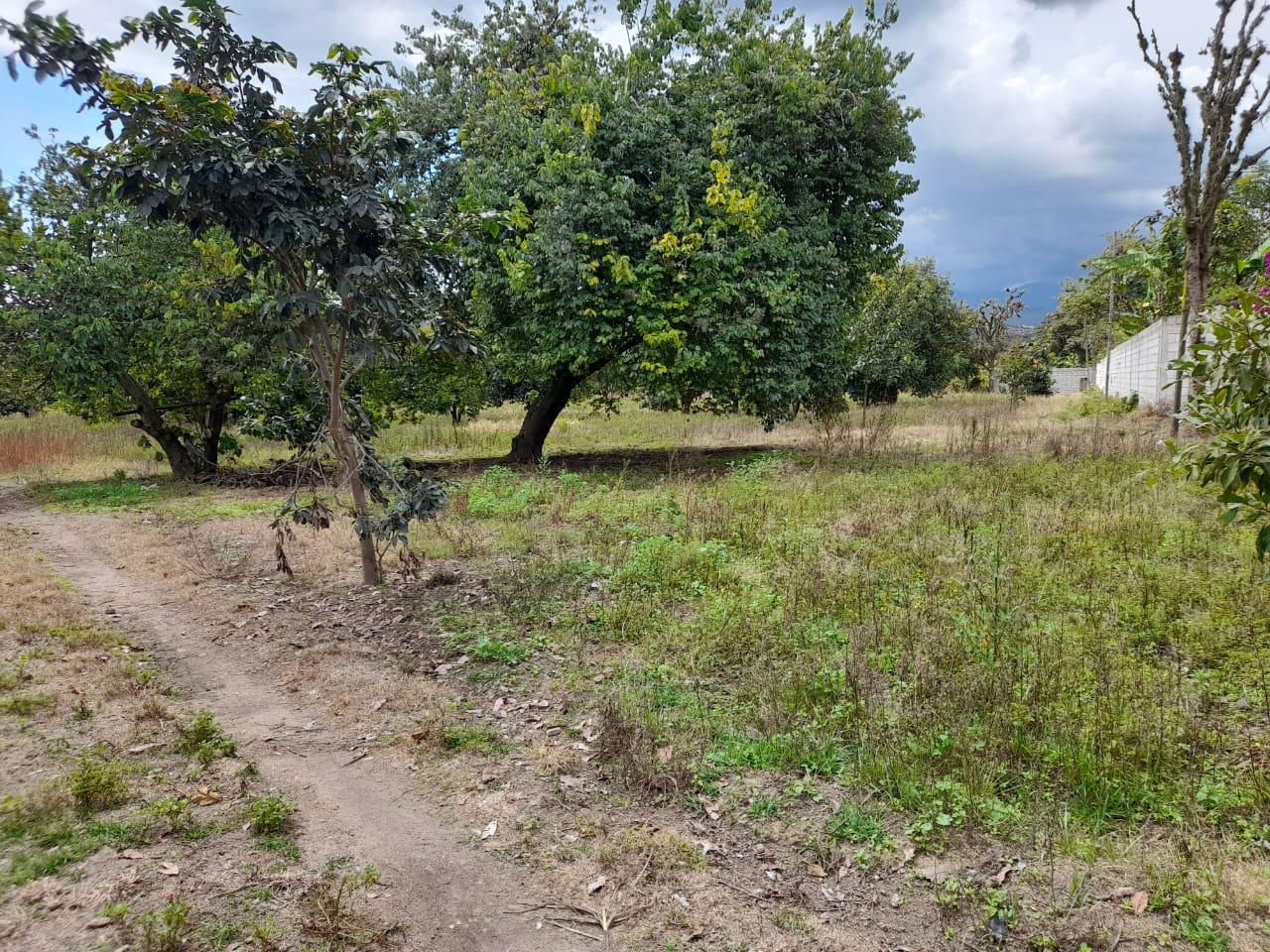 Terreno de 5 hectáreas en venta en Guayllabamba