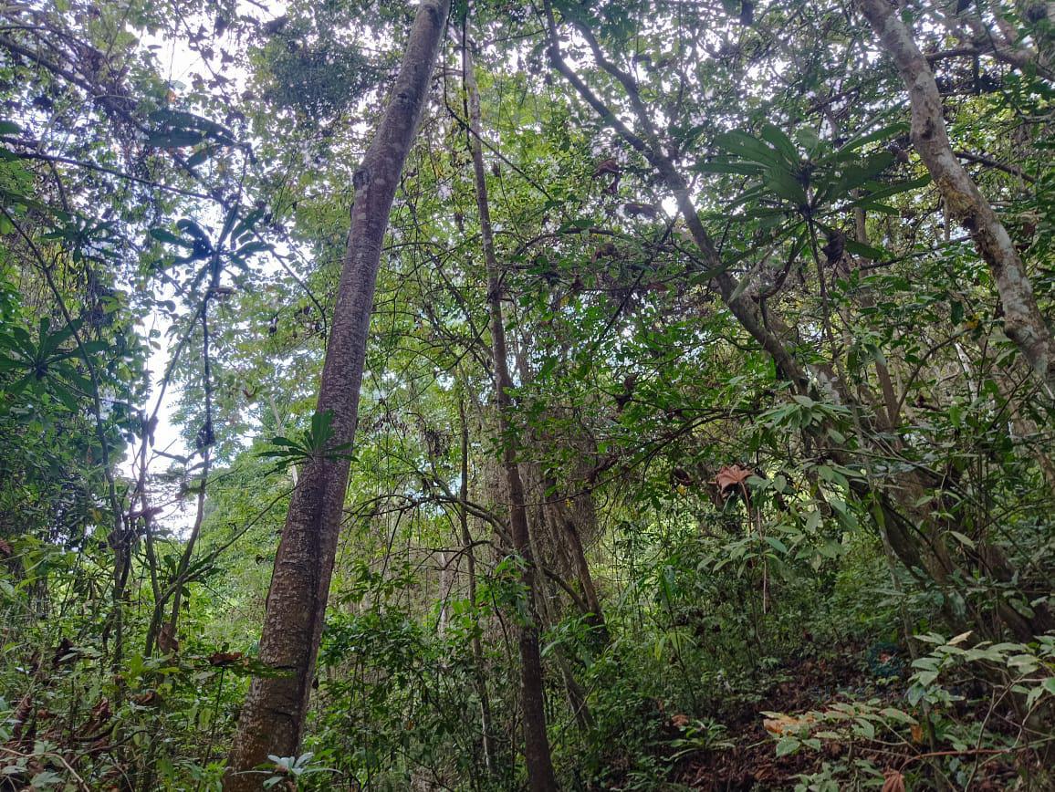 Venta de Terreno  de 9Ha en Palenque, Los Ríos A.L.